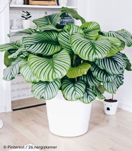 Calathea Salon Naturel