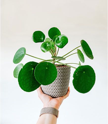 Chinese natural living room plant