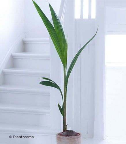 COCONUT TREE COCOS NUCIFERA natural living room