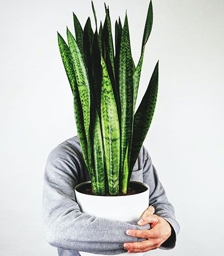 SANSEVIERIA ZEYLANICA salon naturel